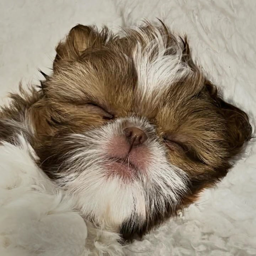 Gallery image 4 of Maggie