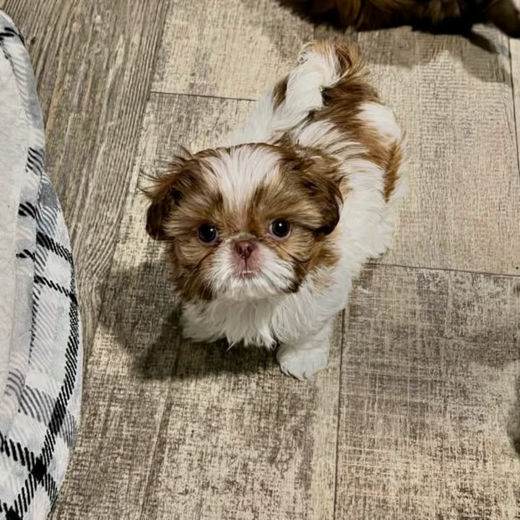 Maggie the Shih Tzu