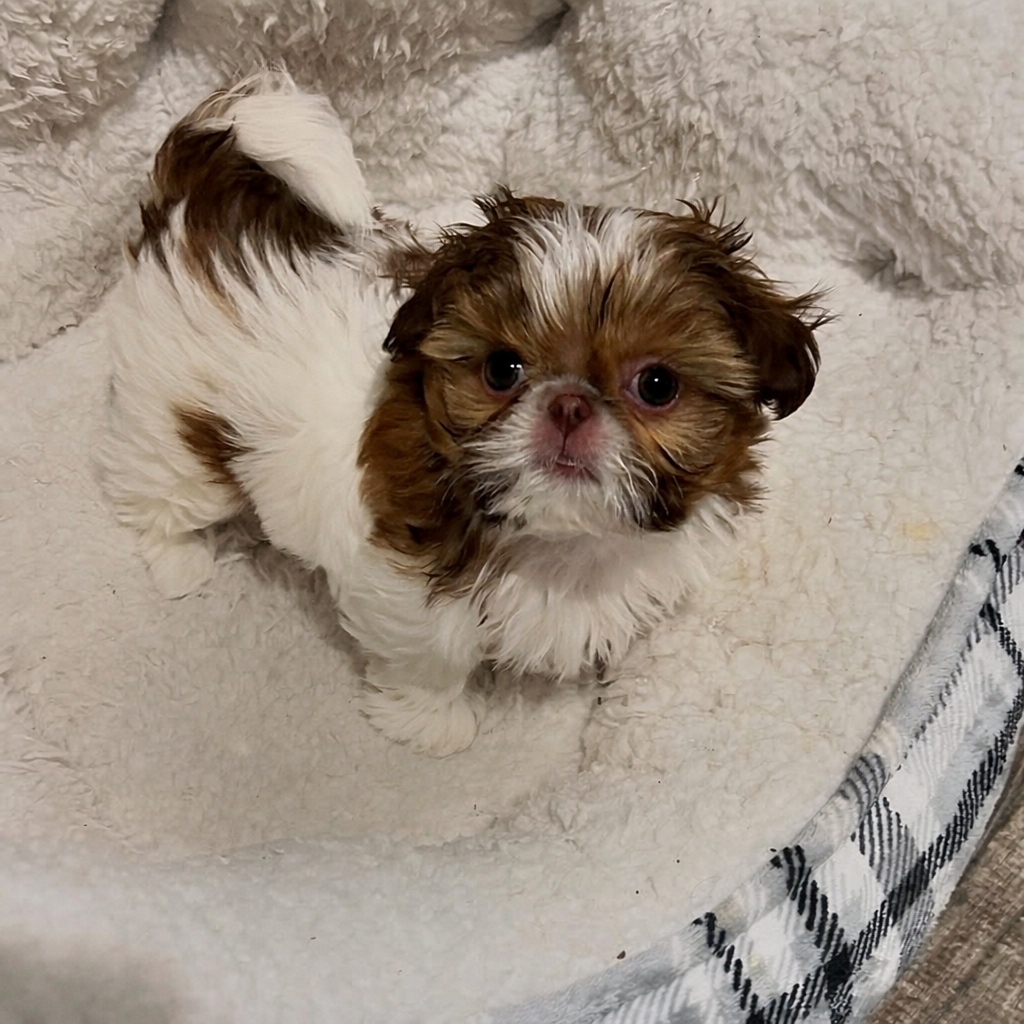 Gallery image 1 of Maggie