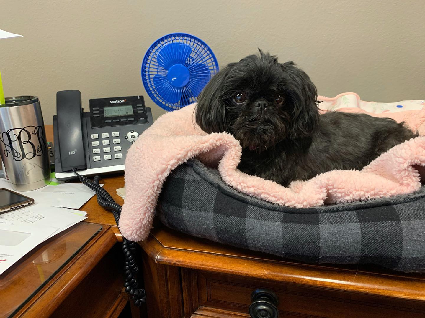 Gabby the Shih Tzu