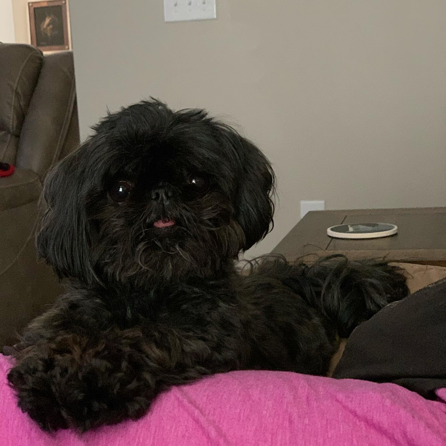 Gabby the Shih Tzu
