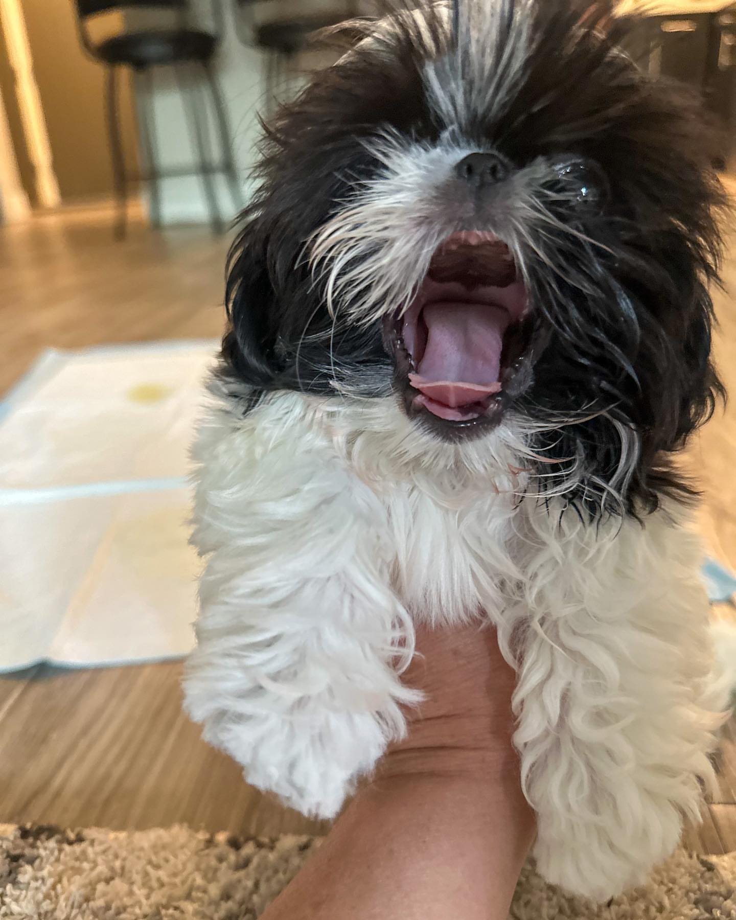 Lizzy the Shih Tzu