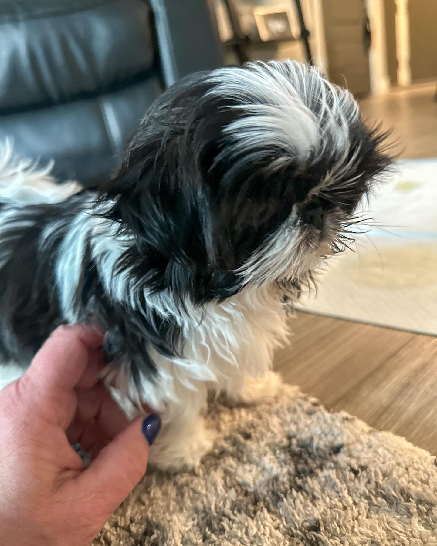 Lizzy the Shih Tzu