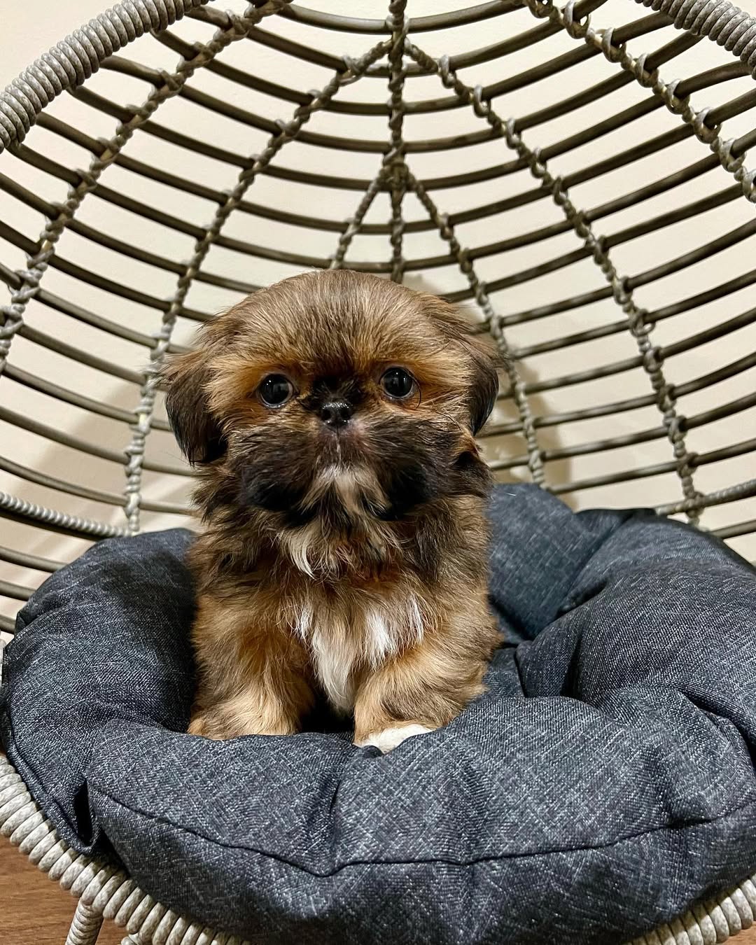 Gallery image 1 of Milo