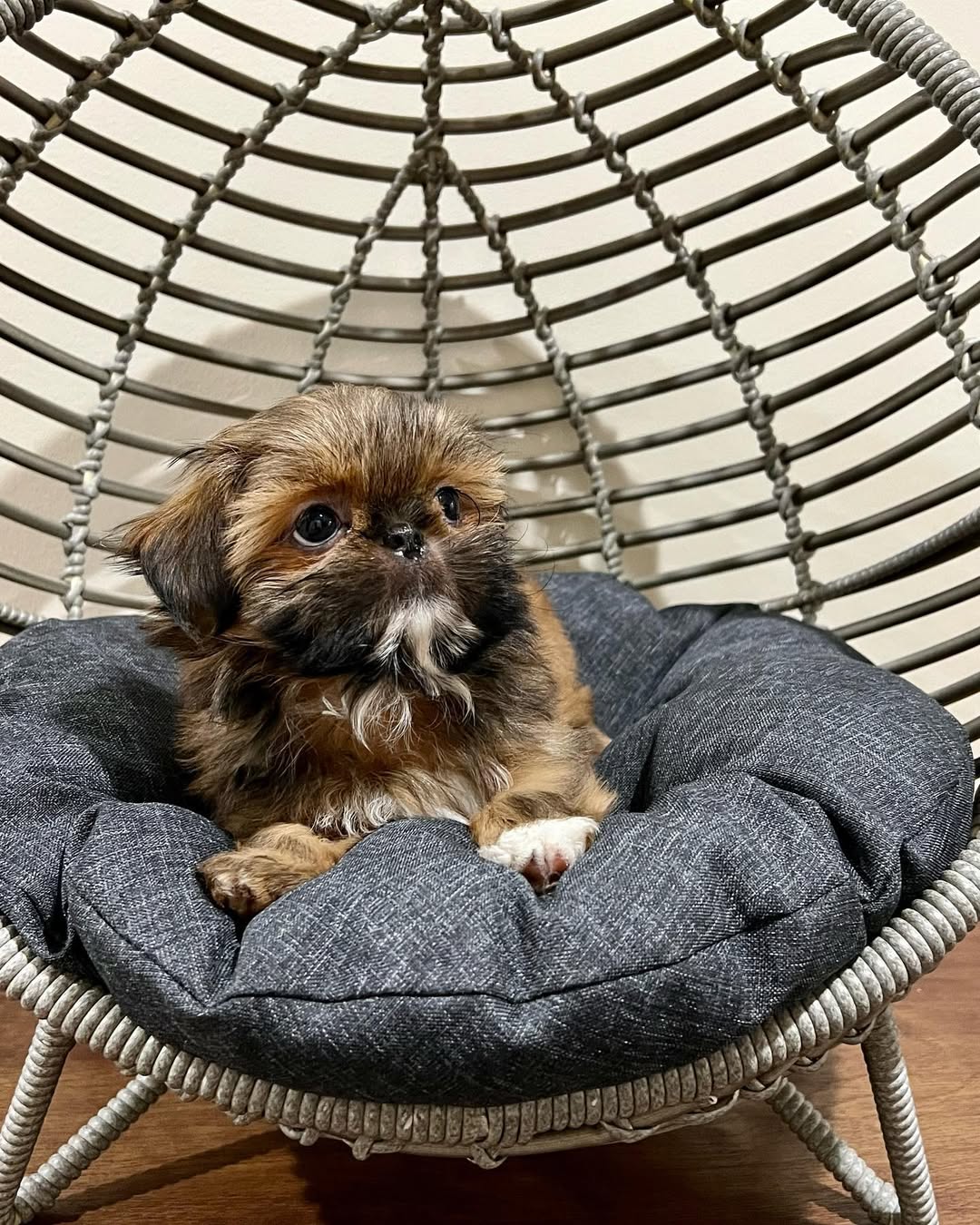 Gallery image 3 of Milo