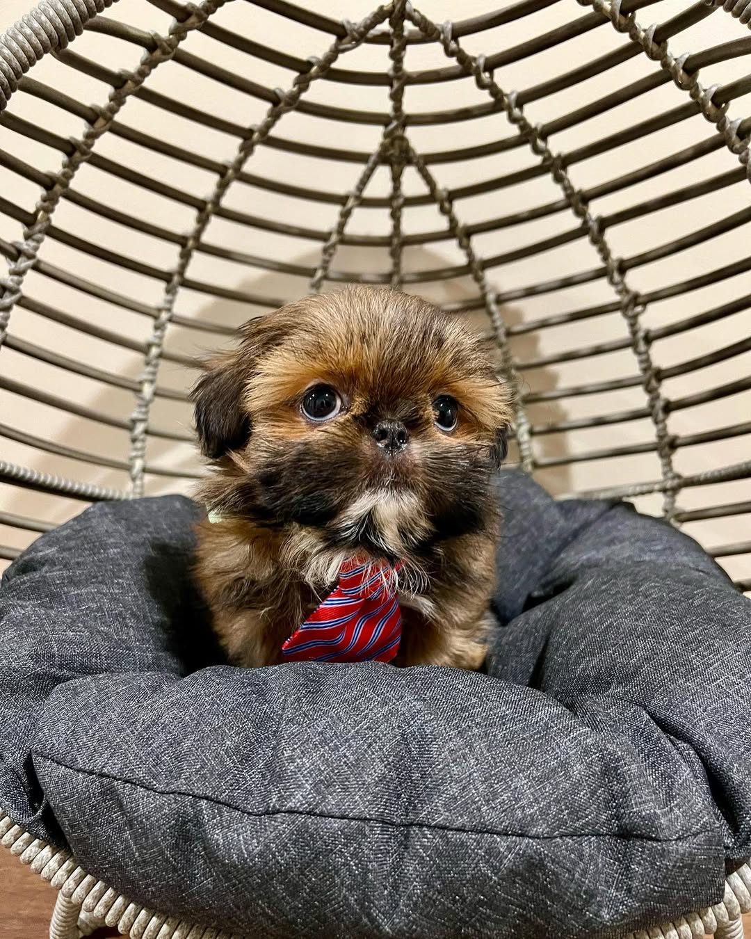 Gallery image 4 of Milo