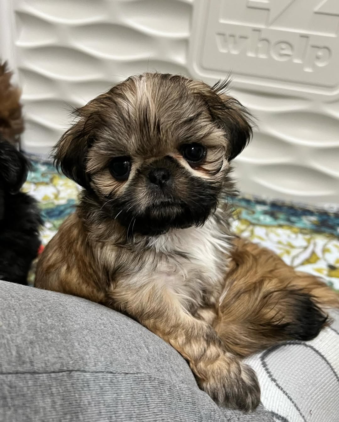Sophie the Shih Tzu