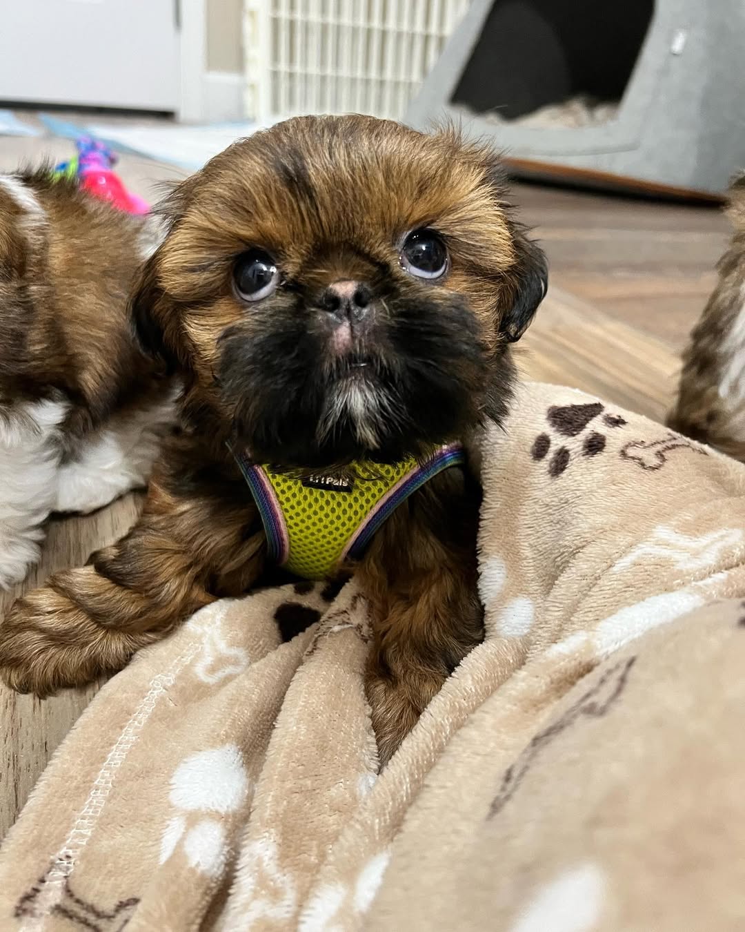 Luna the Shih Tzu