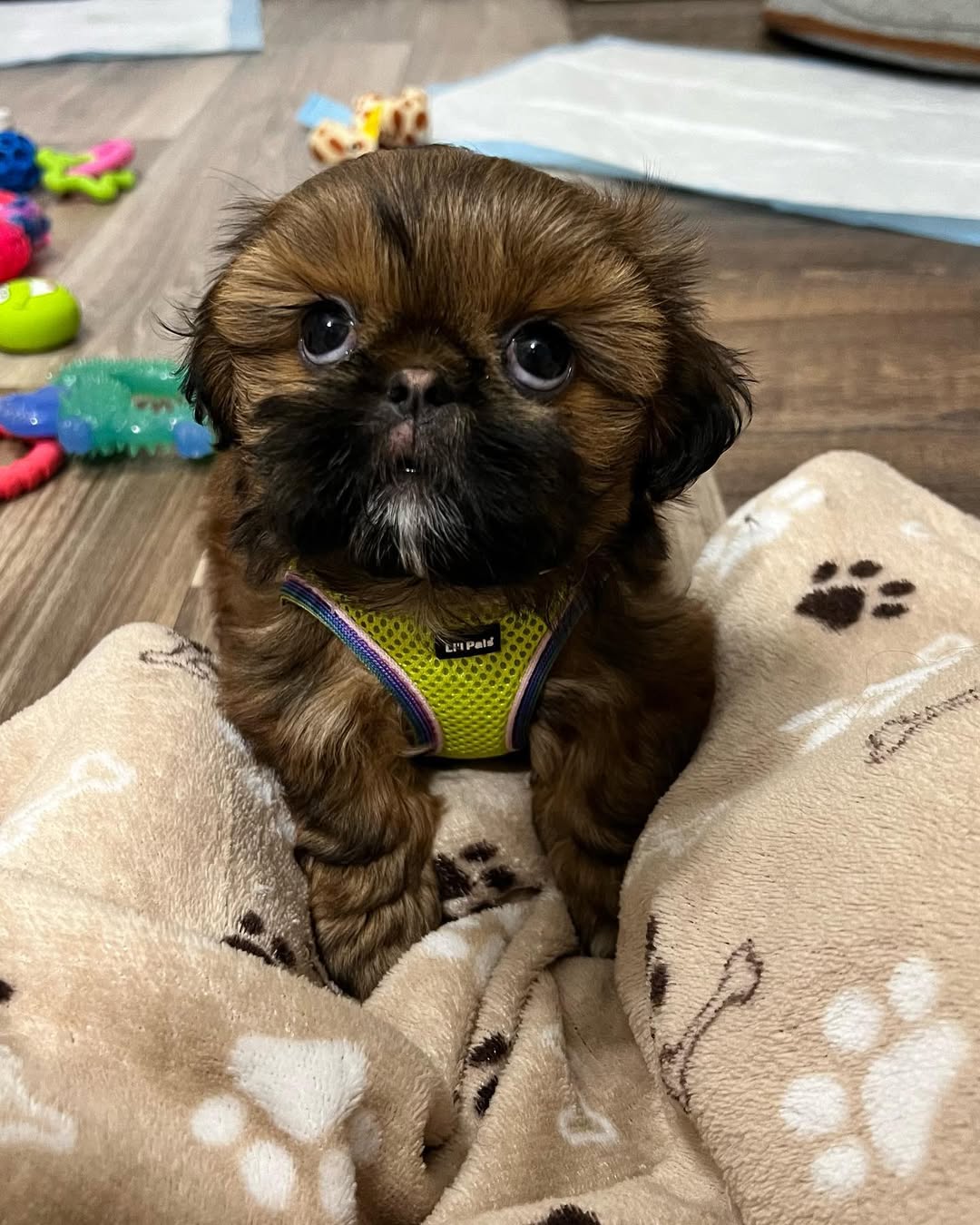 Luna the Shih Tzu