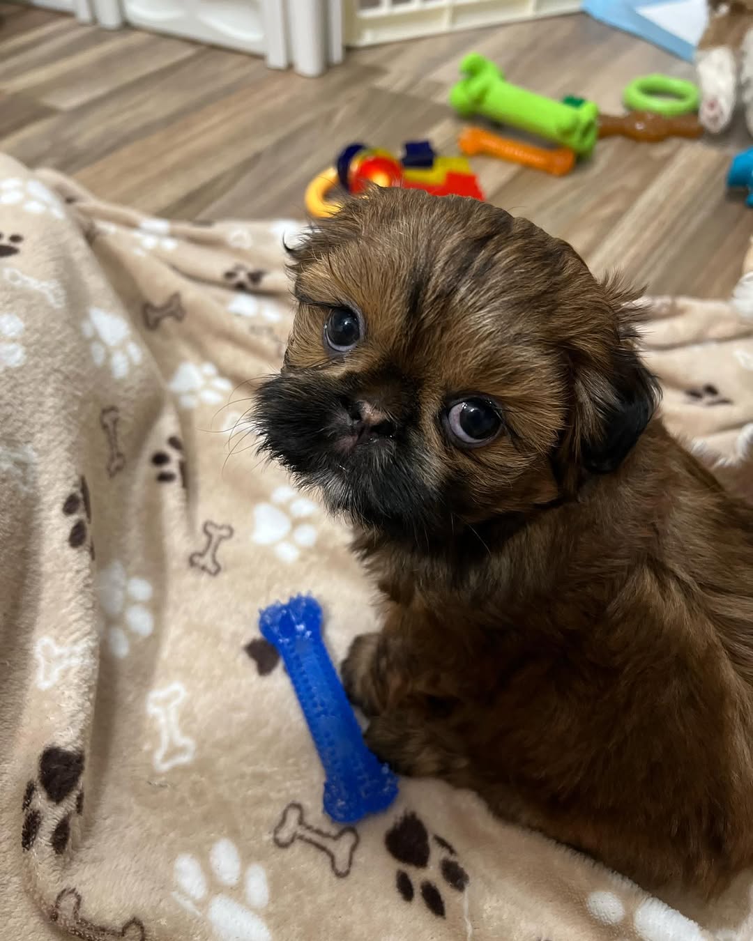 Luna the Shih Tzu
