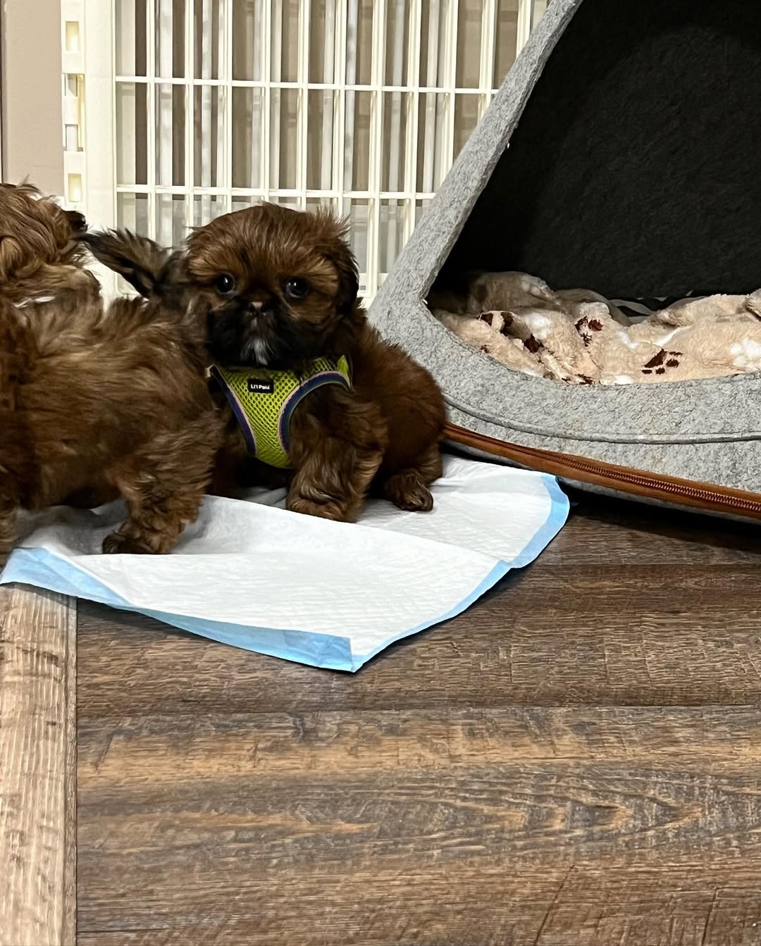 Luna the Shih Tzu